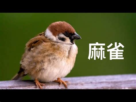 自來鳥風水|【家裡出現鳥】家裡鳥進來有什麼好兆頭？自來鳥寓意大公開！